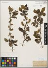 Foto von Salix myrsinifolia Salisb.
